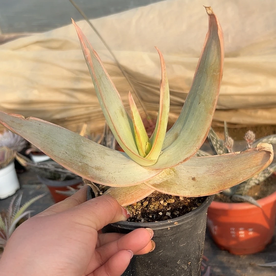 多肉植物银芳锦单头