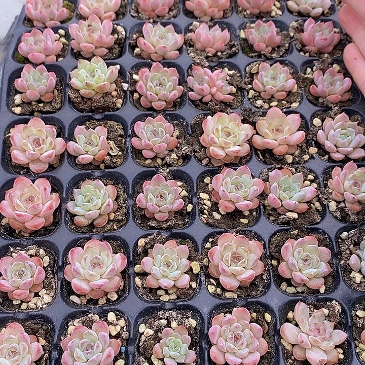 25 多肉植物盆栽花卉
