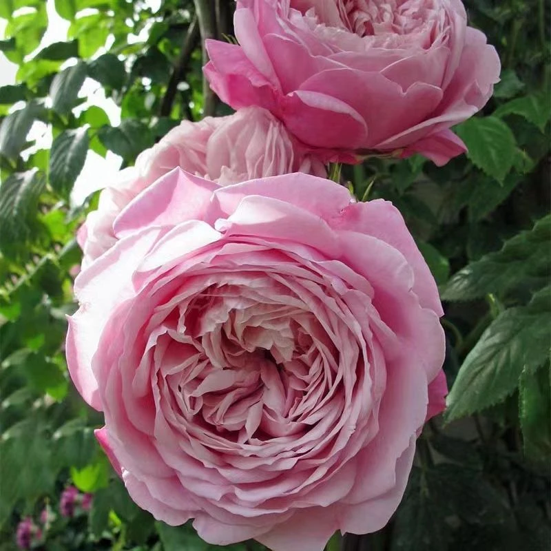 自由精神藤本多季丰花月季爬藤大花浓香适合庭院阳台种植花卉