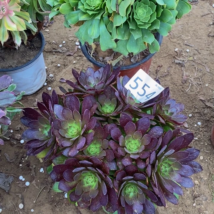 554桃花石绣球新桩
