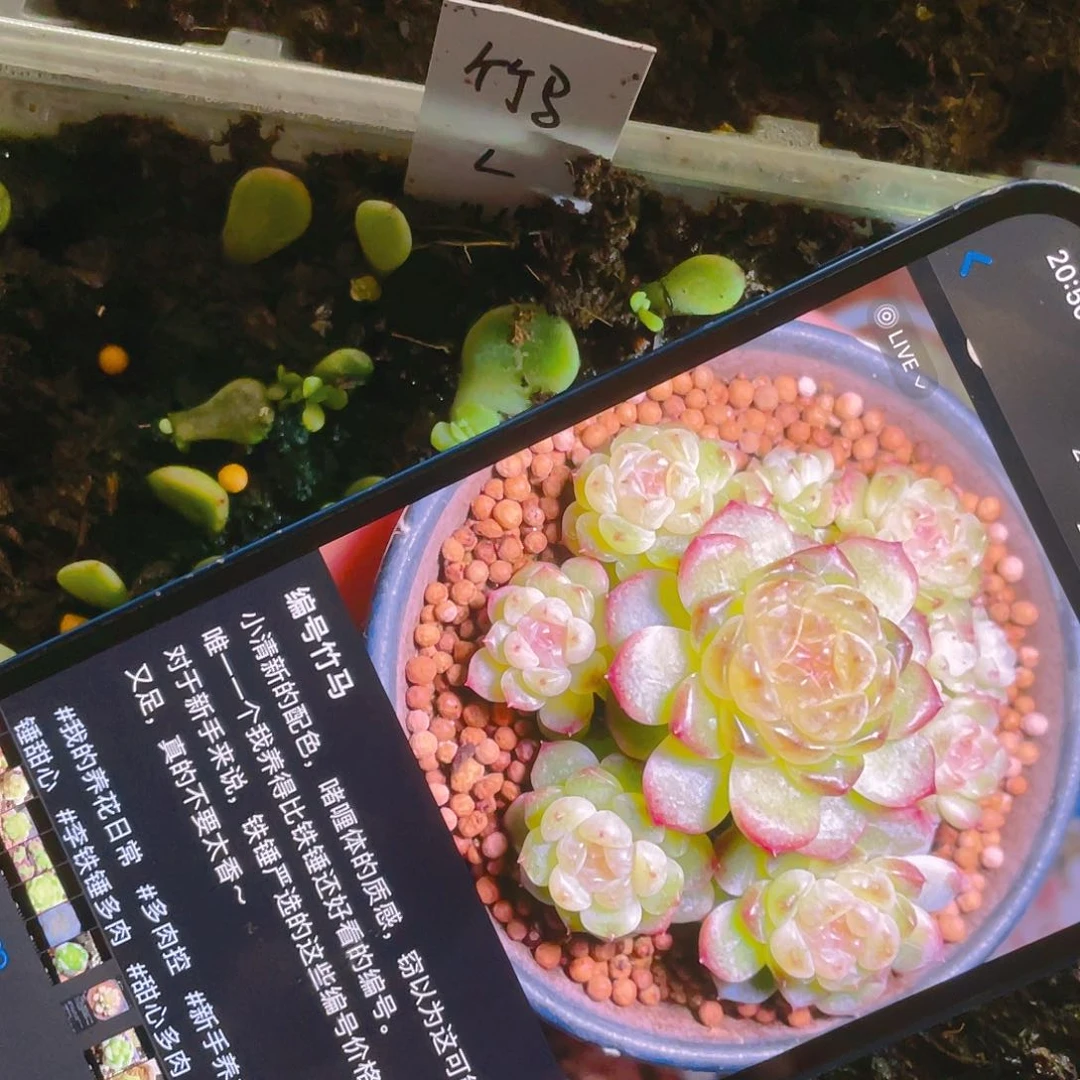 竹马芝麻苗一个满25包邮