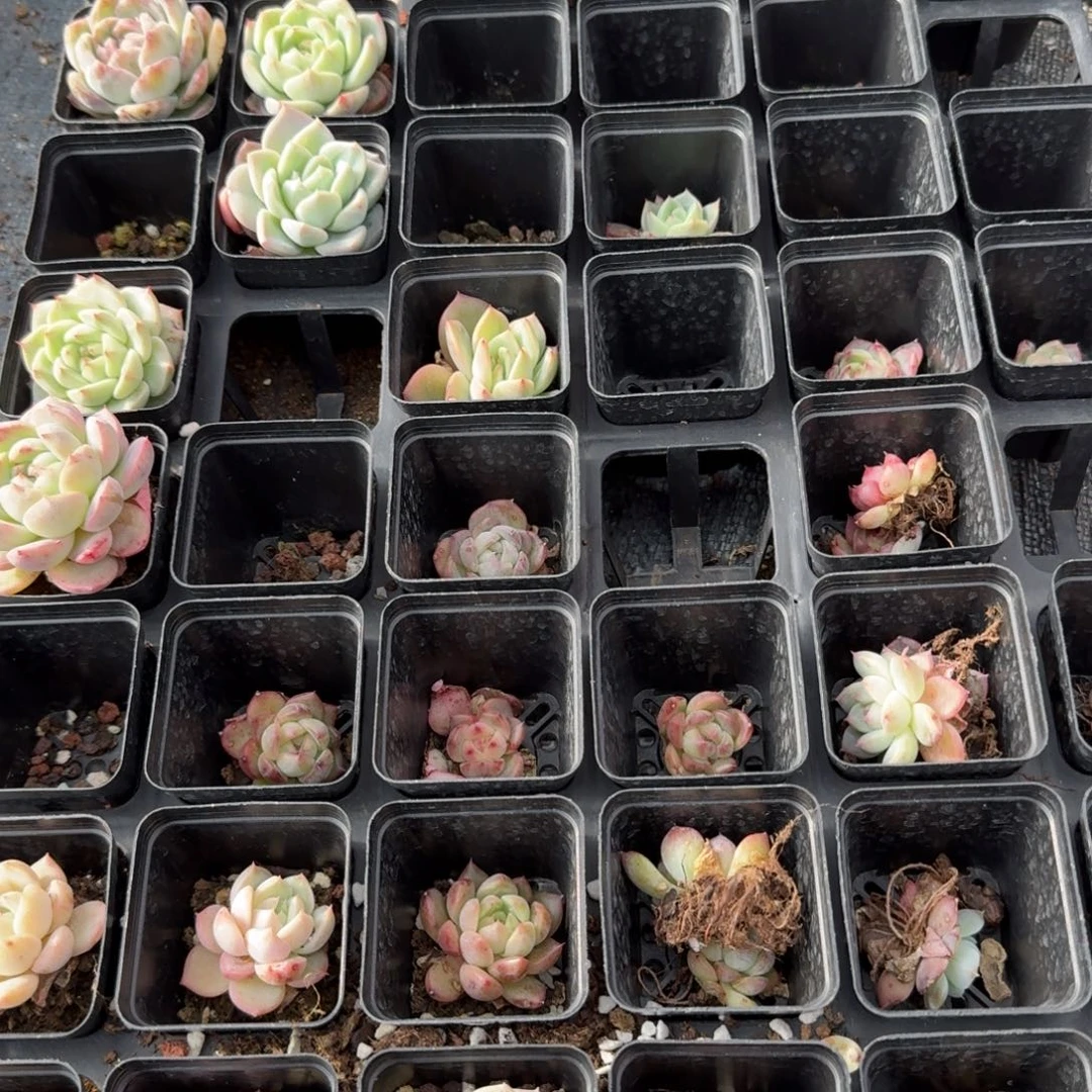 多肉杂交一物一拍13-70