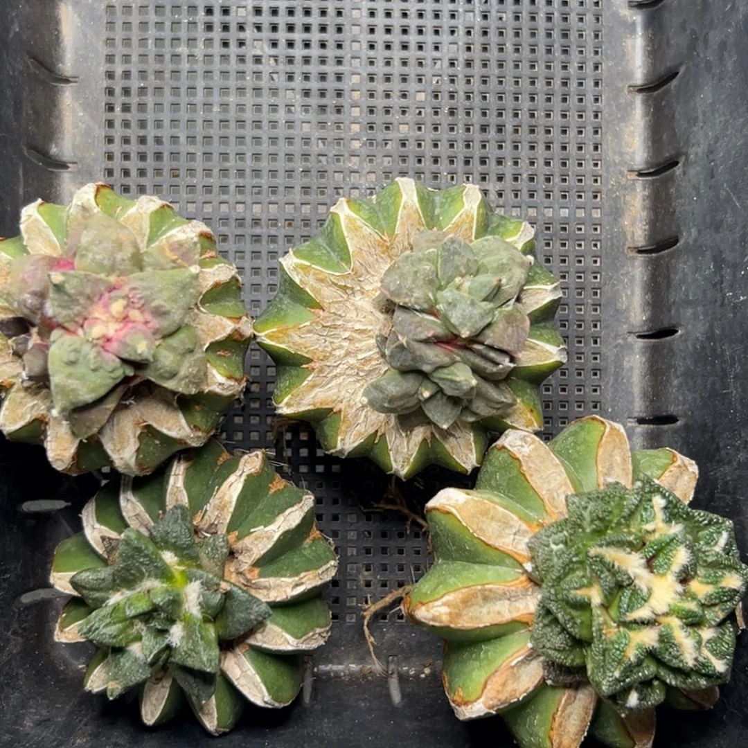 164 仙人球的比赛将