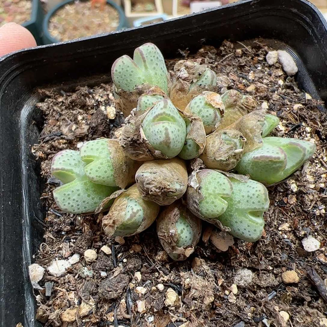 【闪购商品】356 原始斑马