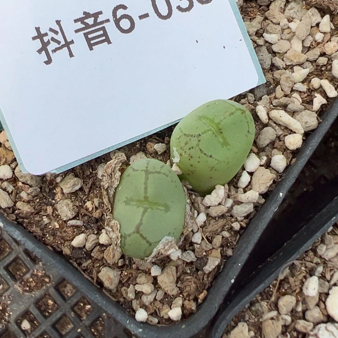6-33猴脸多肉植物