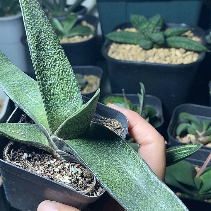 实生不带盆脱土裸根发货