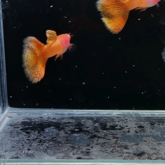 孔雀鱼金属黄蕾丝白子两对