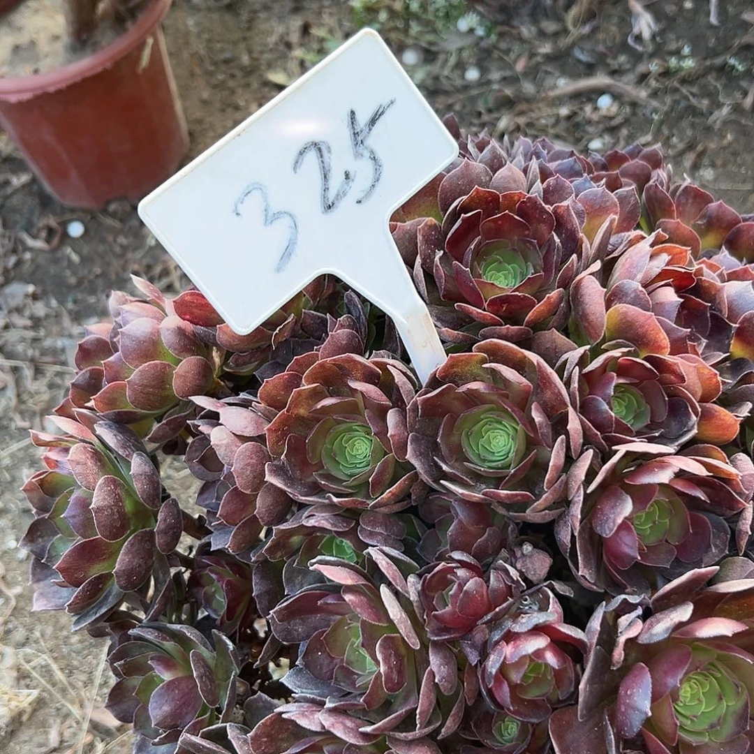 @***大多肉植物紫一个325