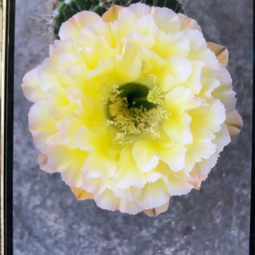 彩草青青蛋挞9-9.5公分左右