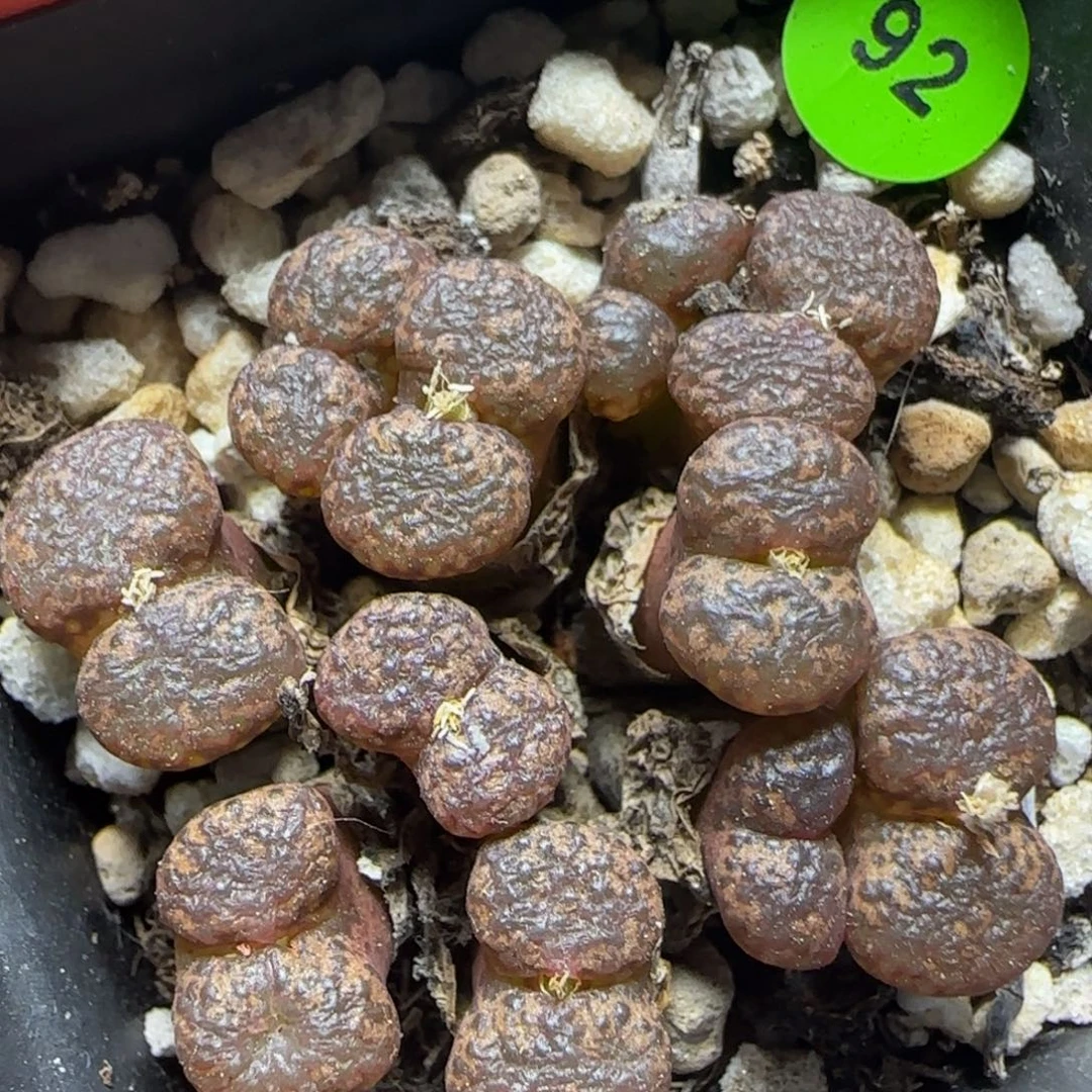 漂漂亮亮多肉植物92