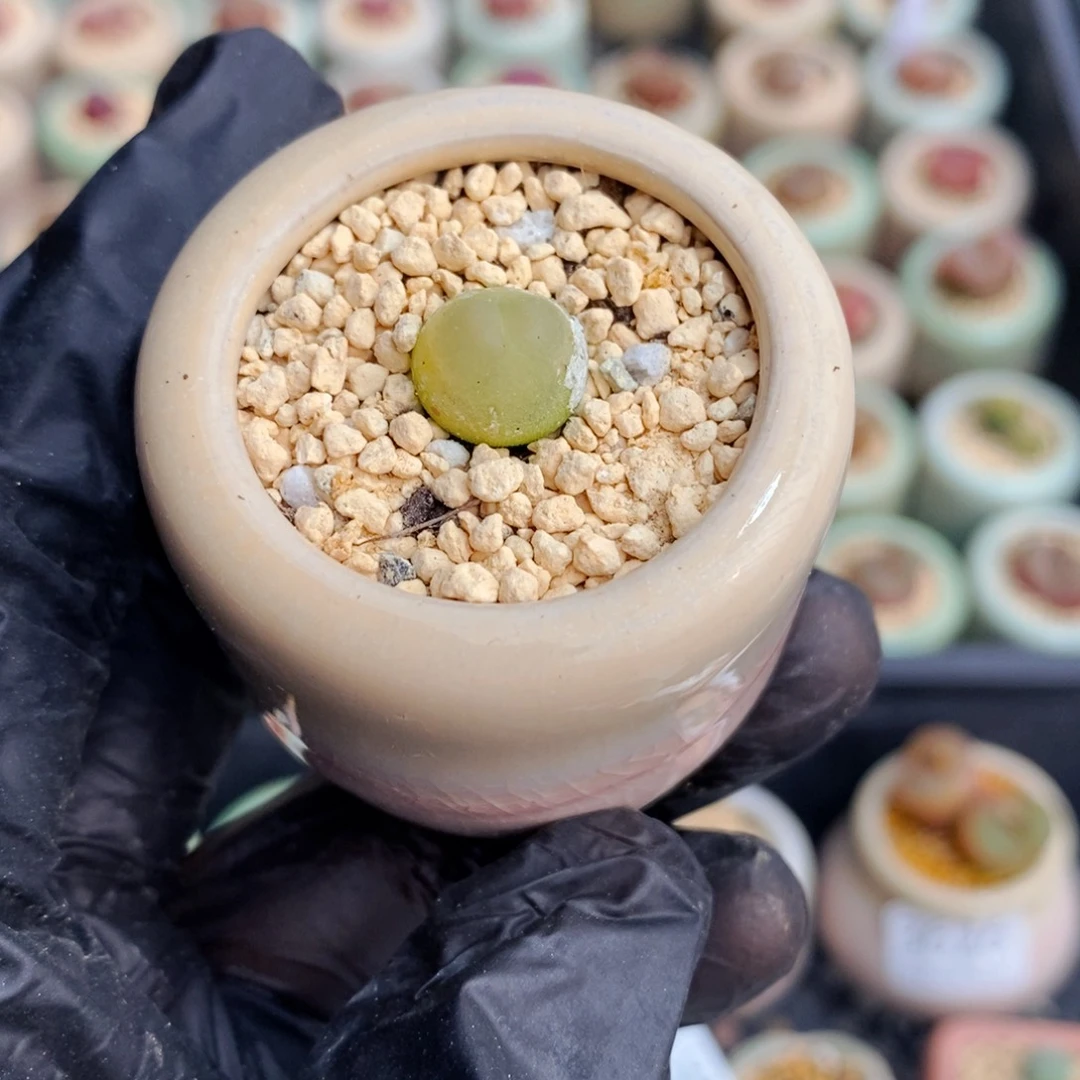 3632--一物一拍 带盆