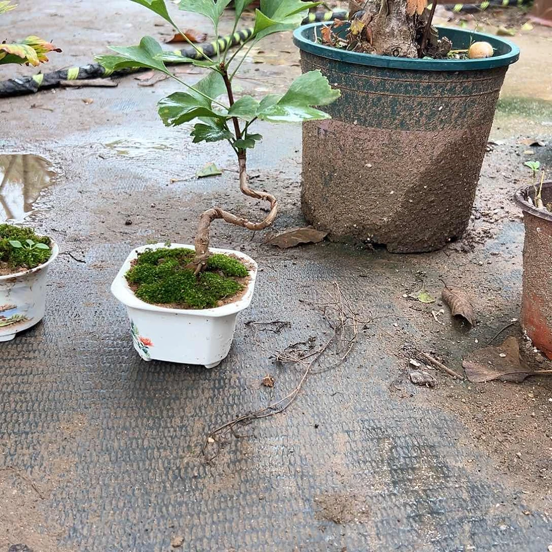 茜***哥无花朵银杏盆景带盆