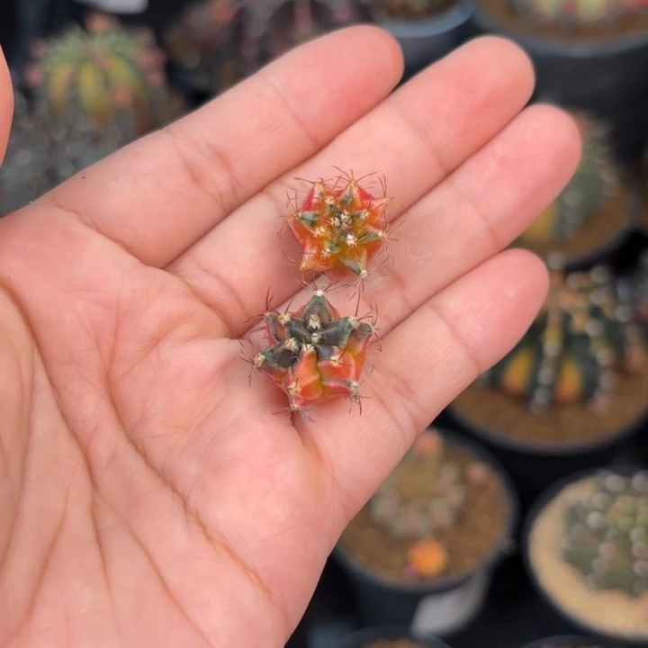 花***俊泰系米哈仙人球实生侧自己发根100
