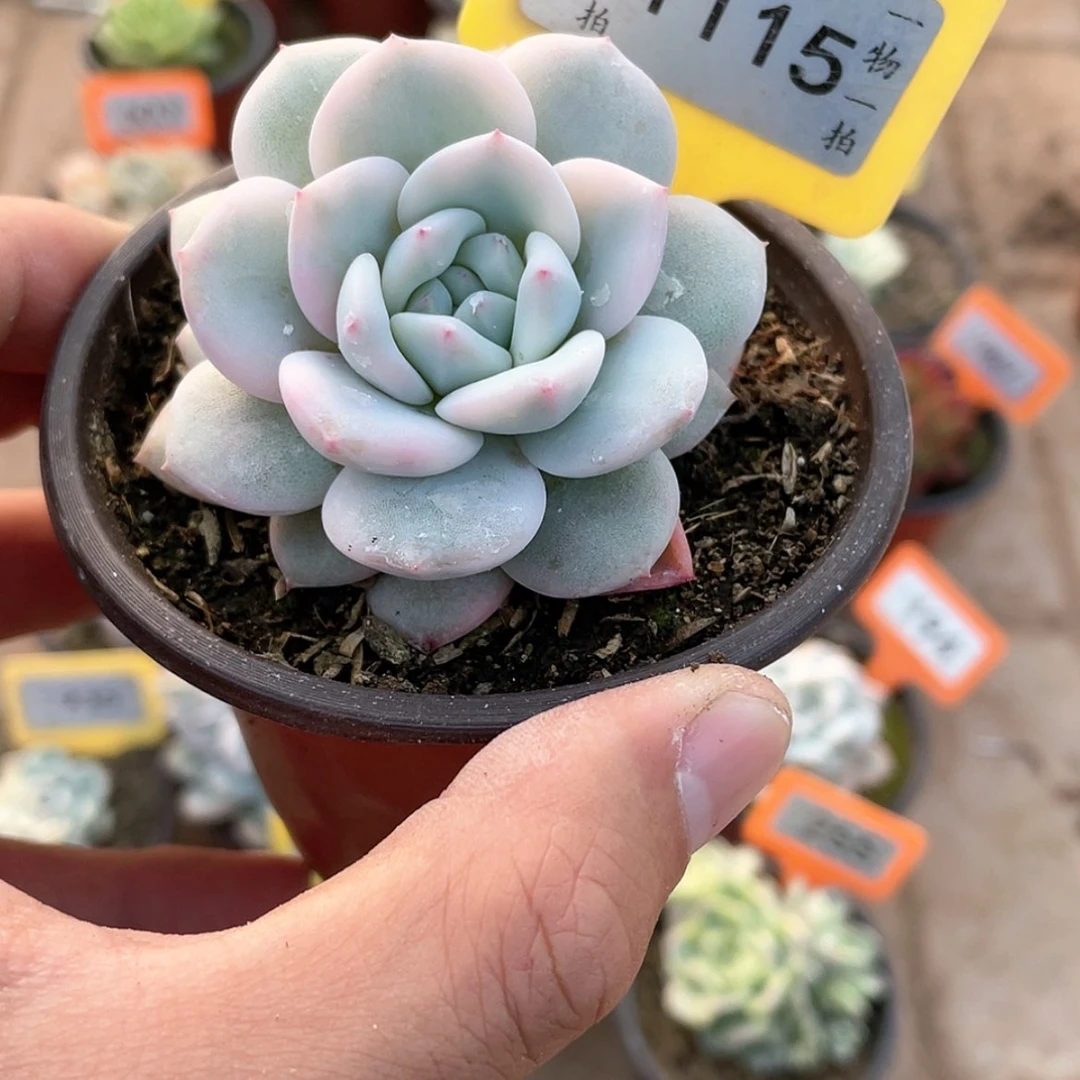 【闪购商品】1115号