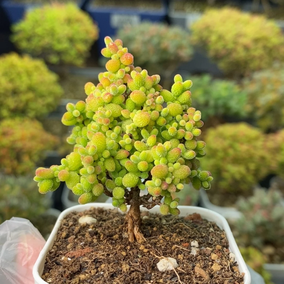 0990蜜橘糖球 。