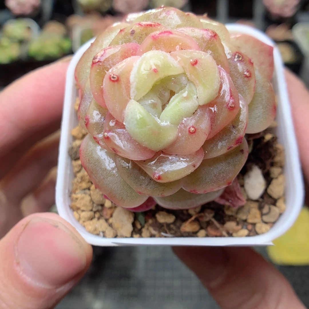 E153y y y y y y y g y t