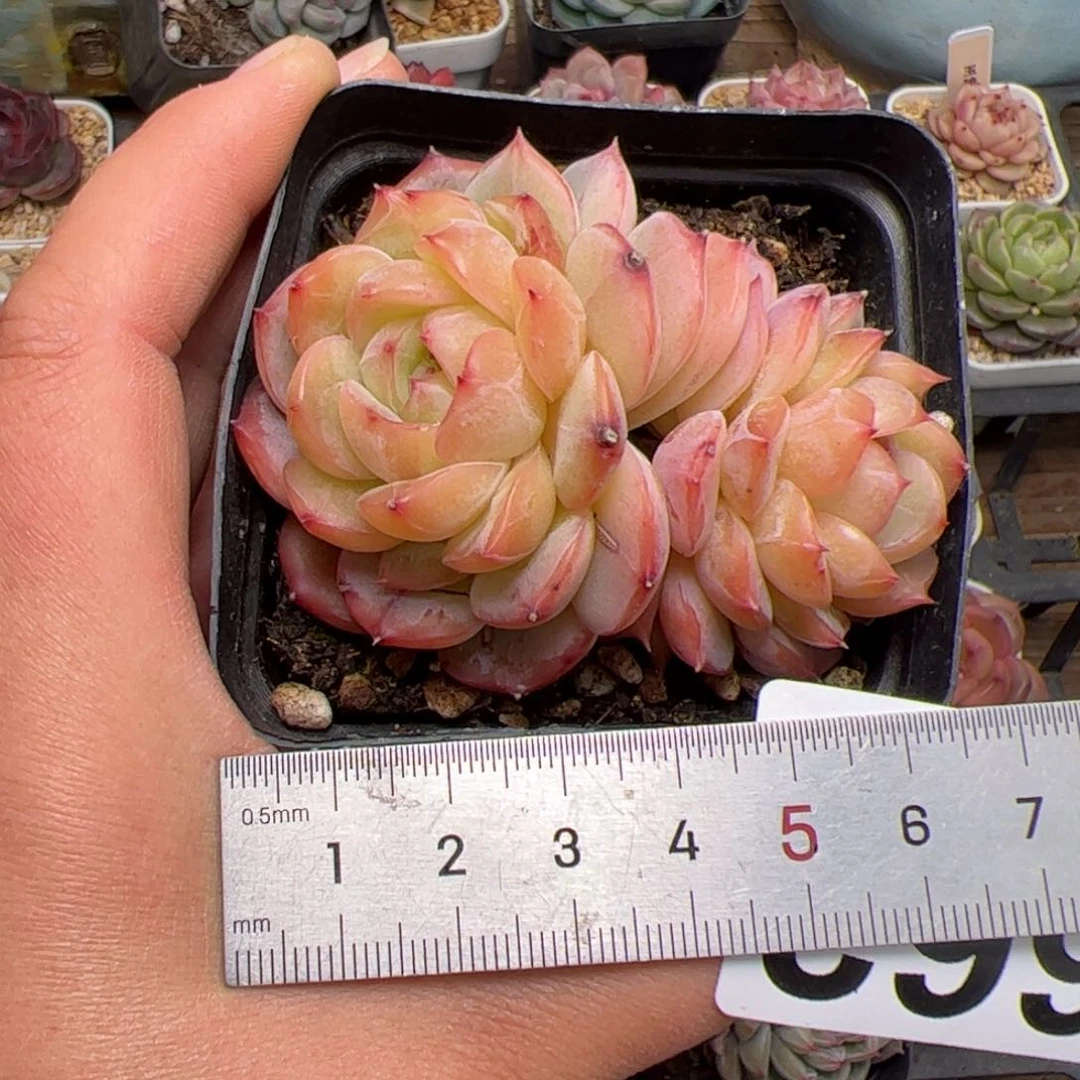 元***饱662多肉植物组合盆栽