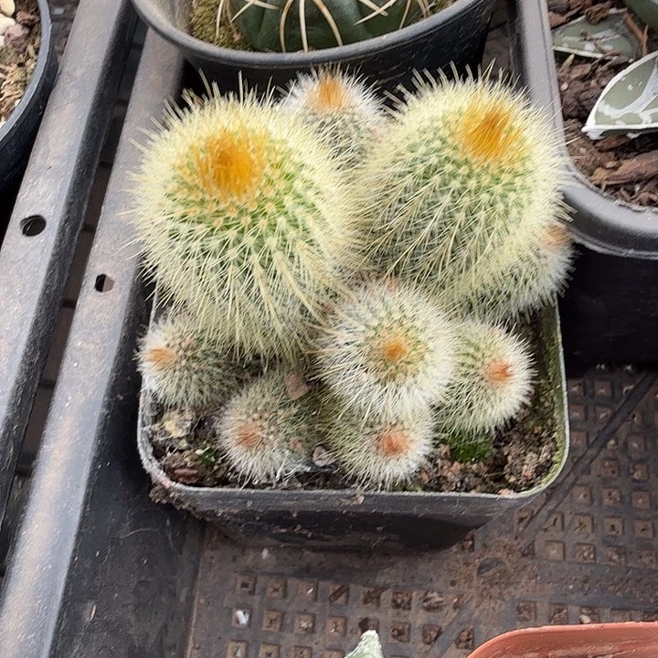 实生金丝猴群7仙人球