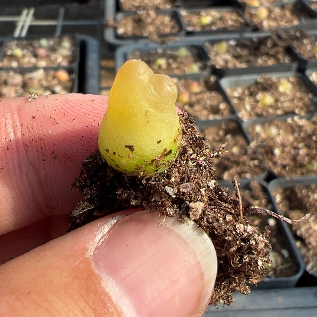24-74量拍拉登一颗