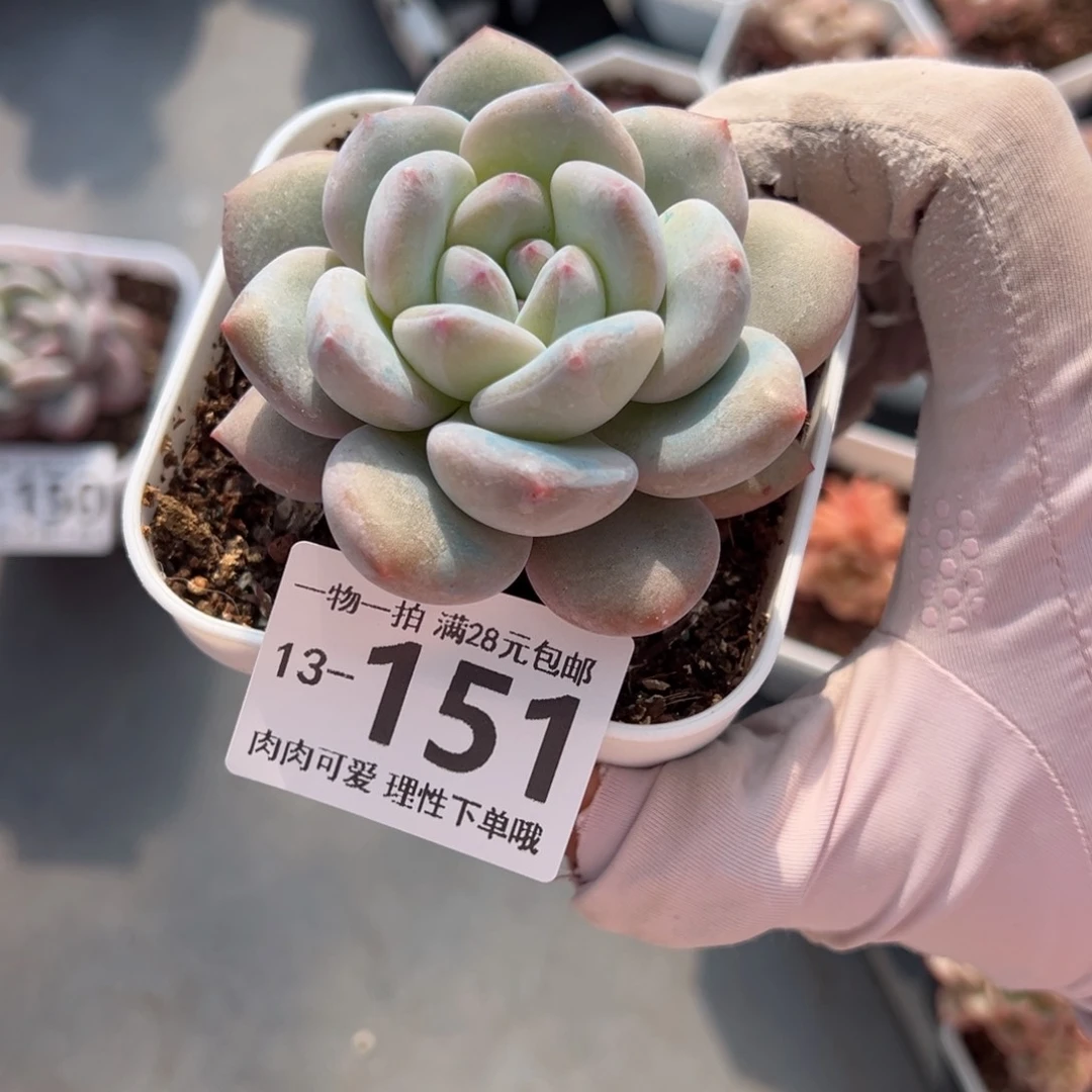 香橙多肉多肉多肉多肉