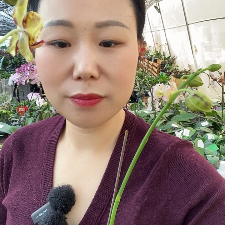 无花朵黄蟒个蝴蝶兰