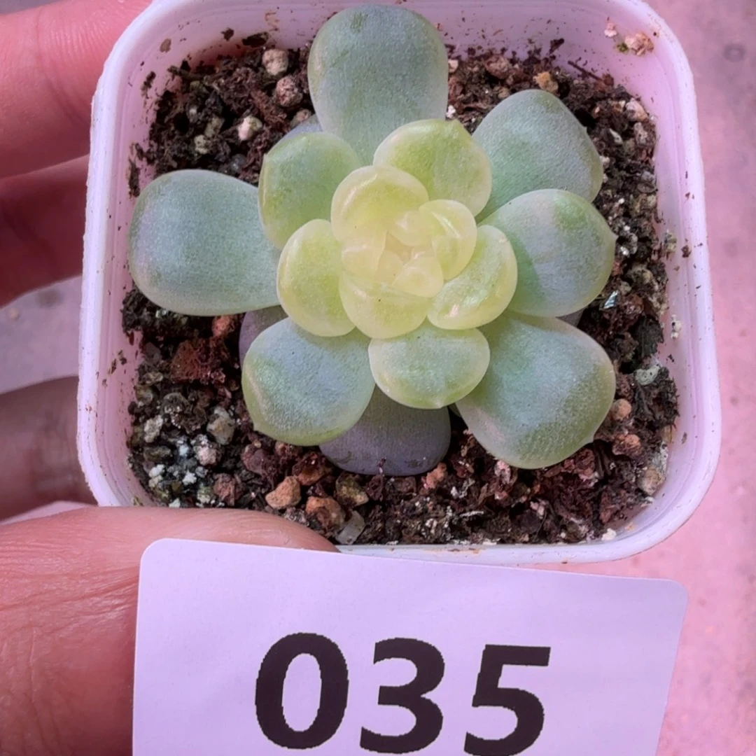 无尽灯一物一拍035