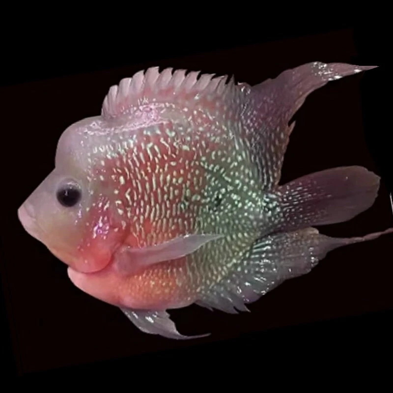 麒麟鹦鹉鱼热带马口鱼观赏鱼