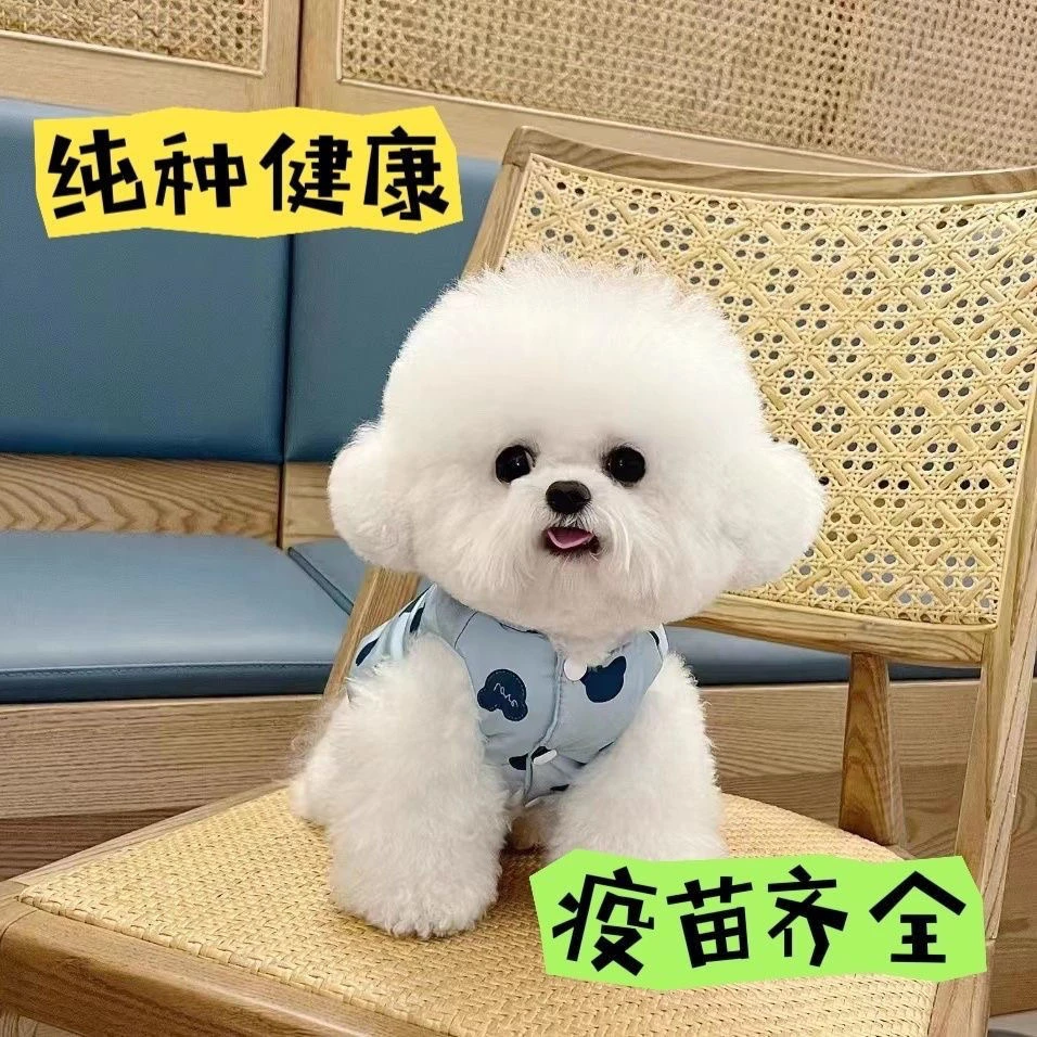 比熊小型犬小体幼犬小狗便宜狗狗真狗韩版宠物不掉毛呆萌可爱