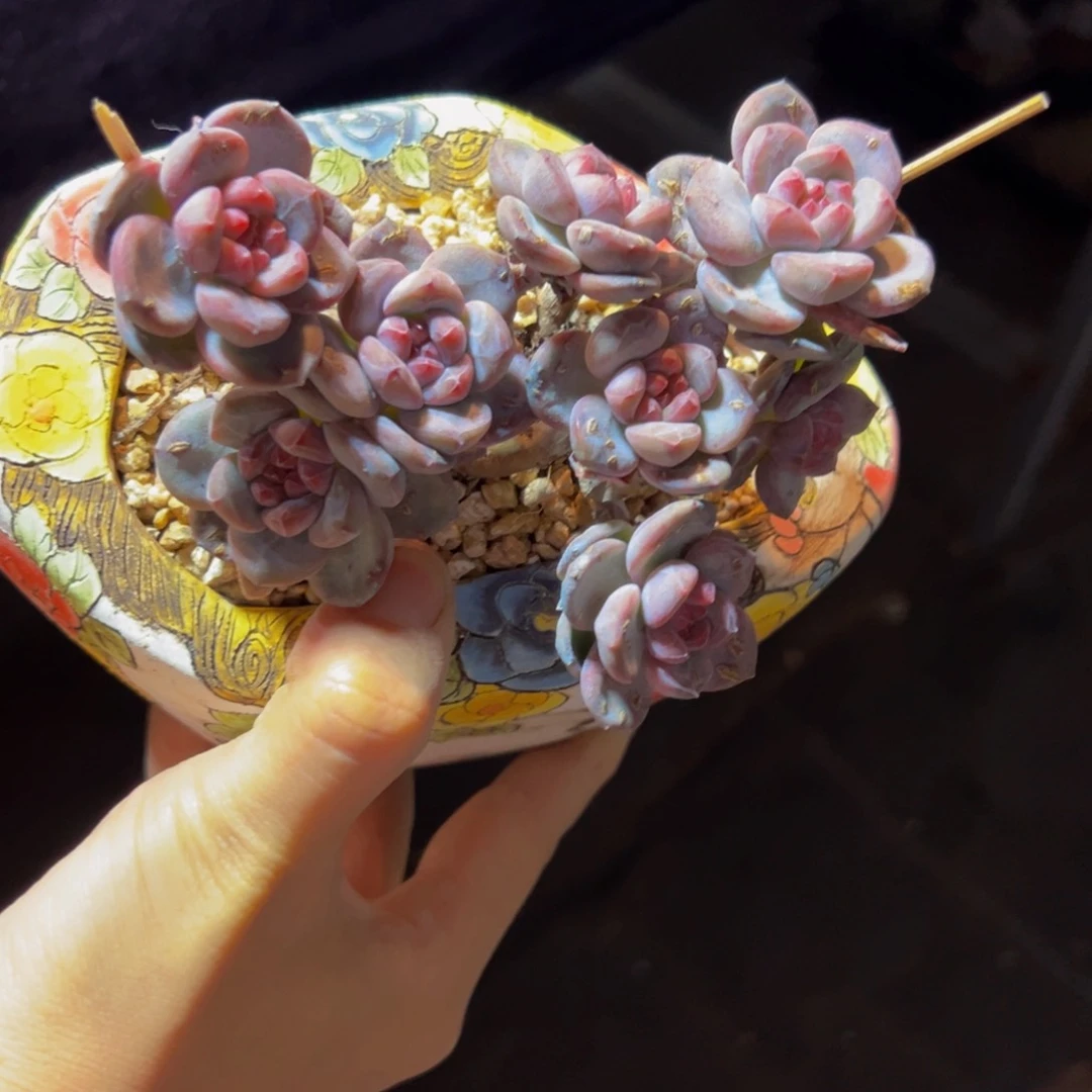 滴**珠新年快乐 新年快乐 新年快乐