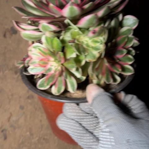 6736多肉植物云河多肉植物
