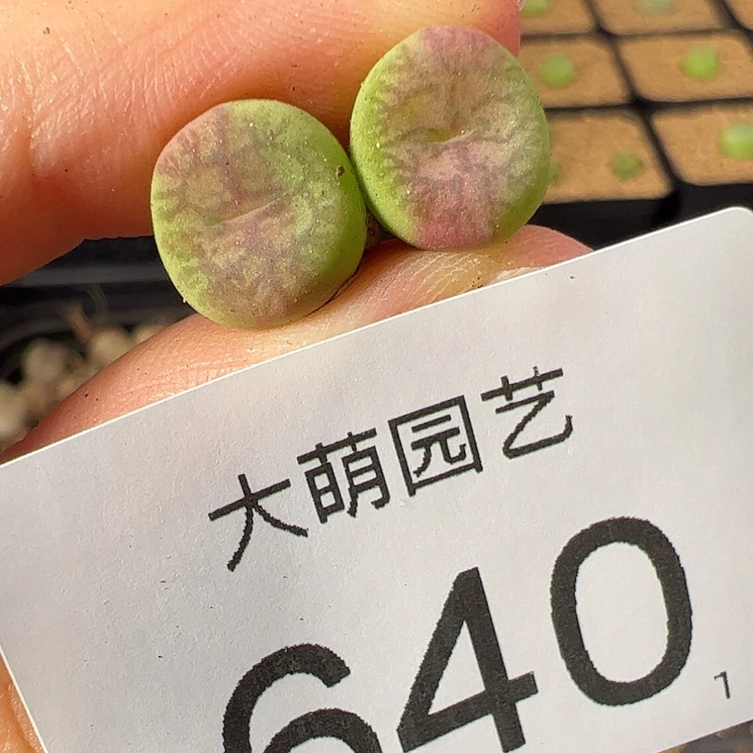 一物一拍         毛杂      640