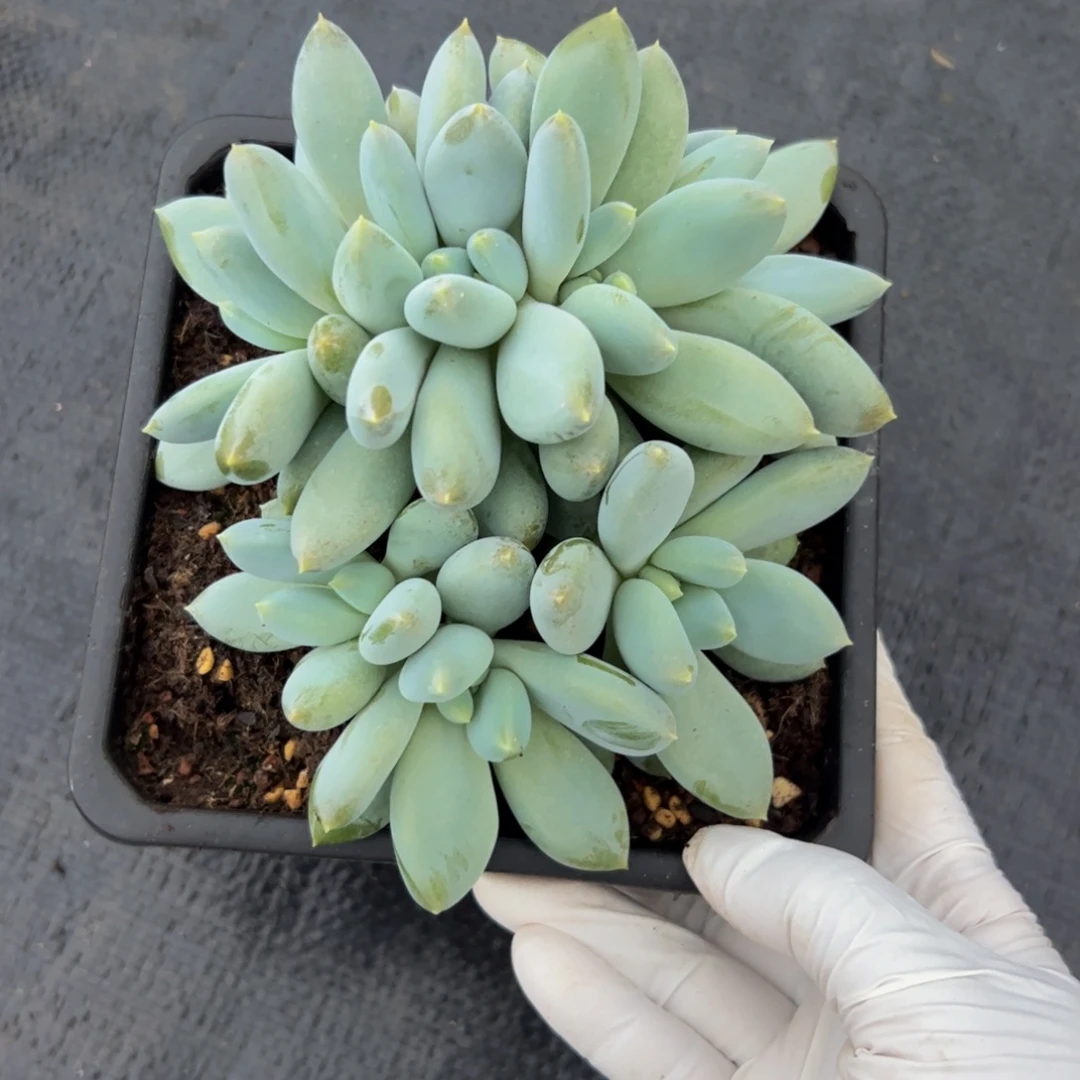 胖体哥特多肉植物