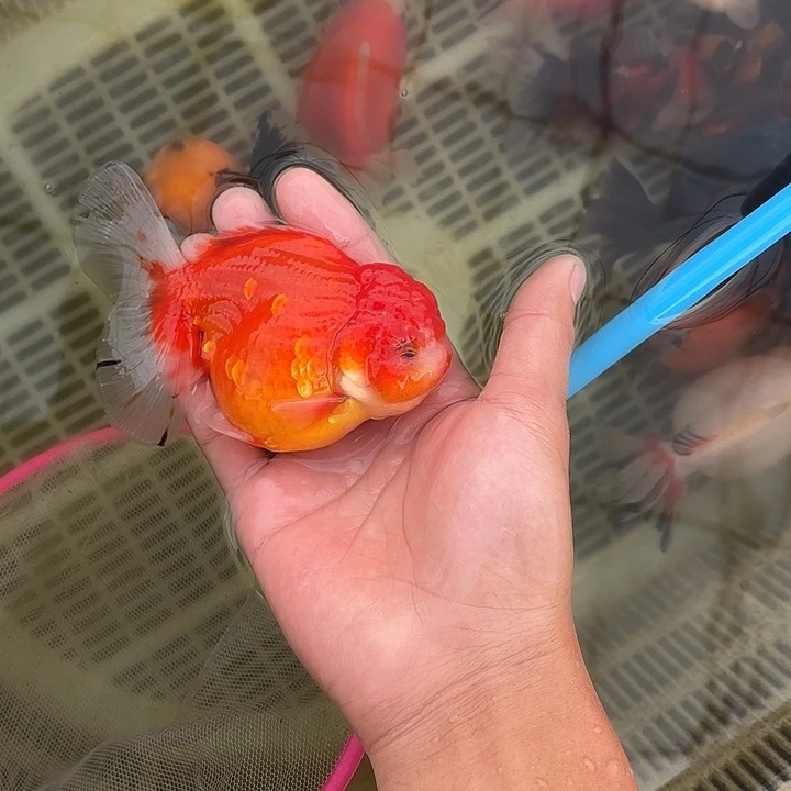 金鱼包邮1234679年