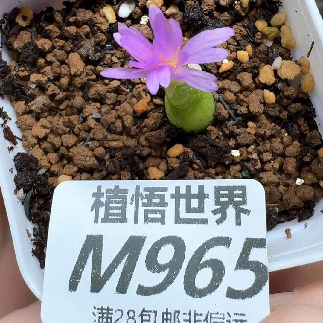 多肉植物的润泽的fv