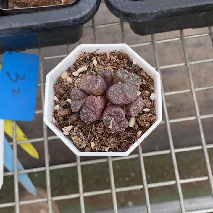 B***宝伯克利和格蕾纳等著名音乐