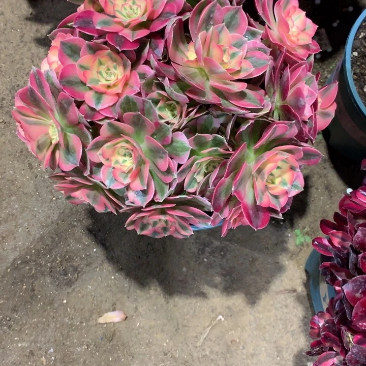 715粉女巫多肉植物