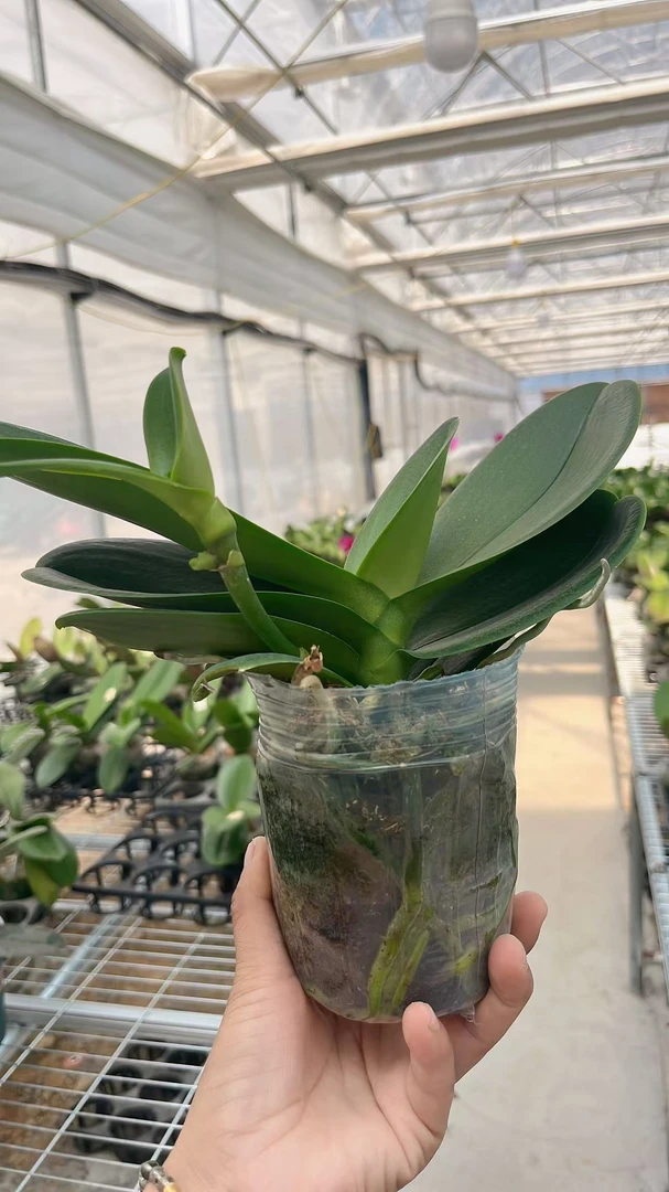 蝴蝶兰-【阿玛高芽】苗子3.5寸加高杯原杯发（有梗无花）