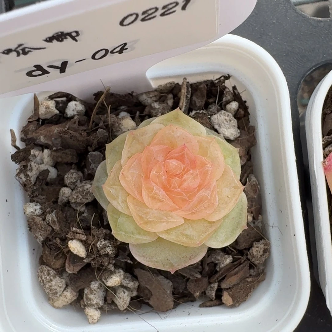 0221-04-编号糖心单头