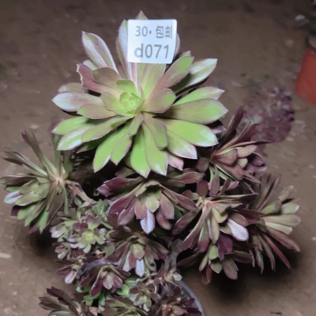 071处理黑发多肉法师