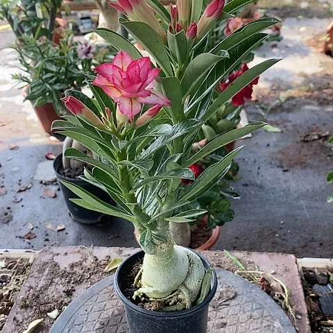 【闪购商品】无花朵豪***对