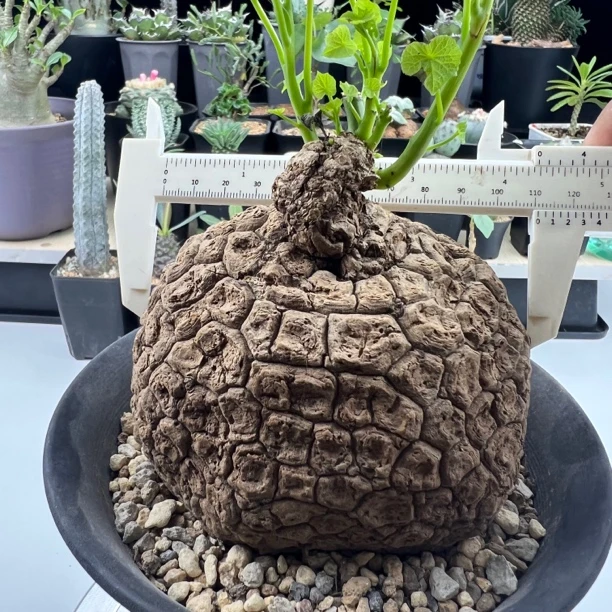 产地龙甲龟荔枝龟块根植物脱土发