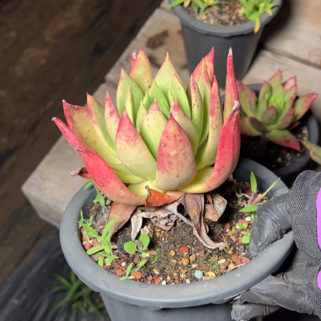 4443哈哈哈哈哈哈哈哈