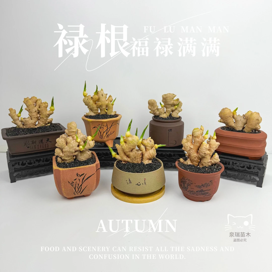 禄根带芽好养灵草不当生姜种苗种植植物办公室桌面小绿植禄根盆栽