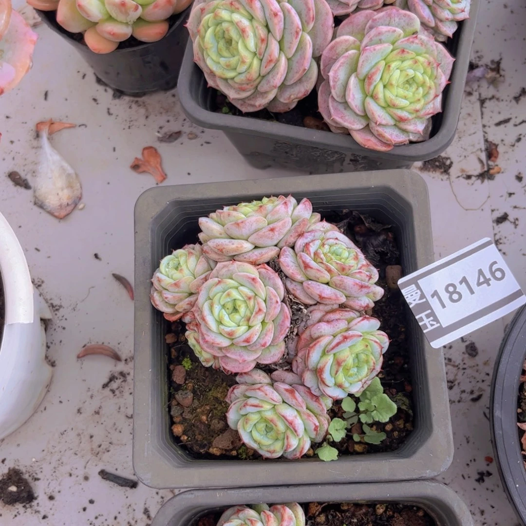 天鹅绒多肉植物18146