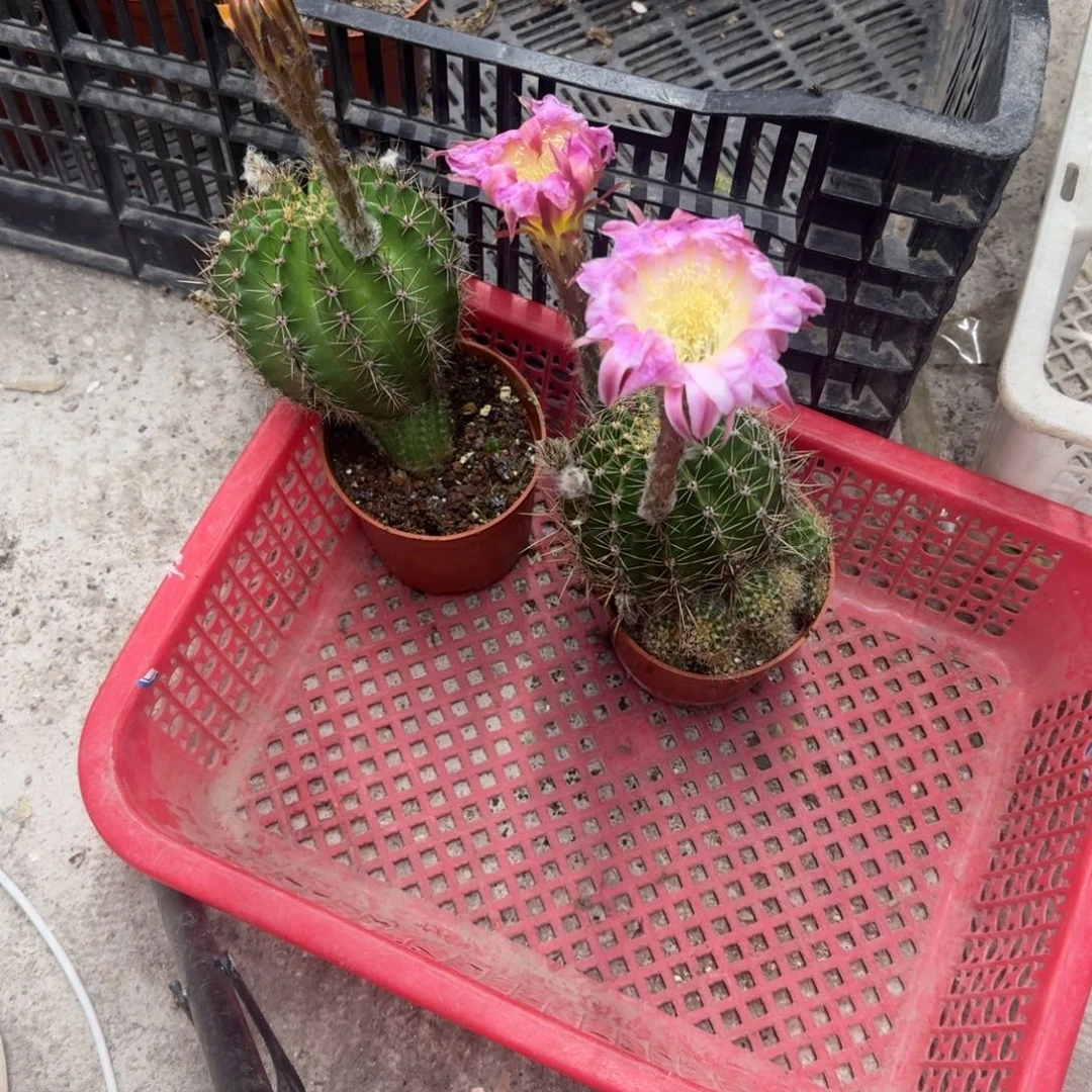 平***福无花朵彩草哈哈哈哈哈哈哈