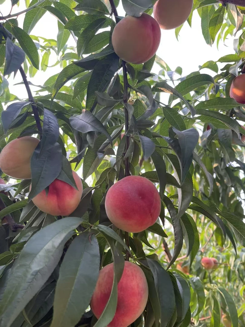 顺丰包邮中9不软脆甜桃桃中皇后现摘现发水果批发整箱产地直发