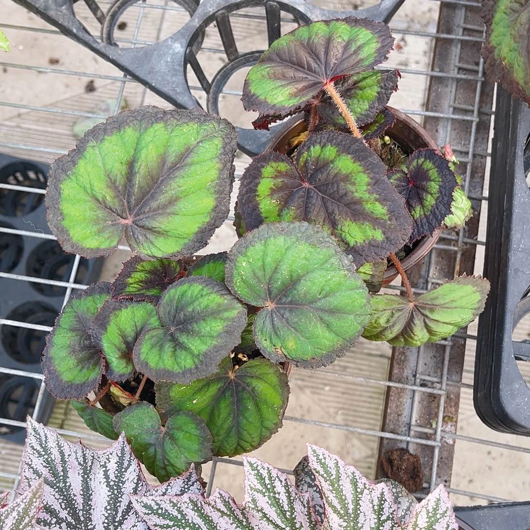 完全开放变异荧光秋海棠