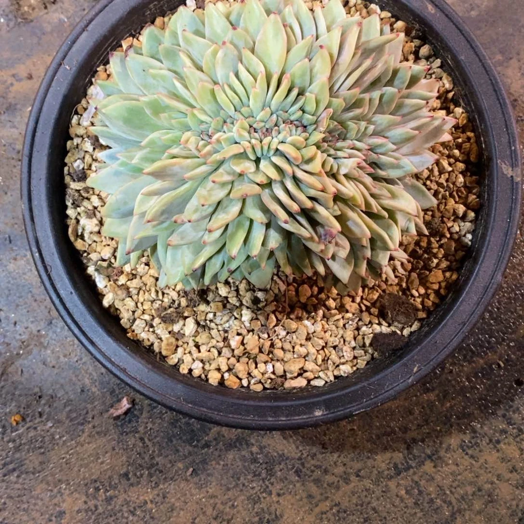 ꉂ***✿香槟缀化多肉植物寄养