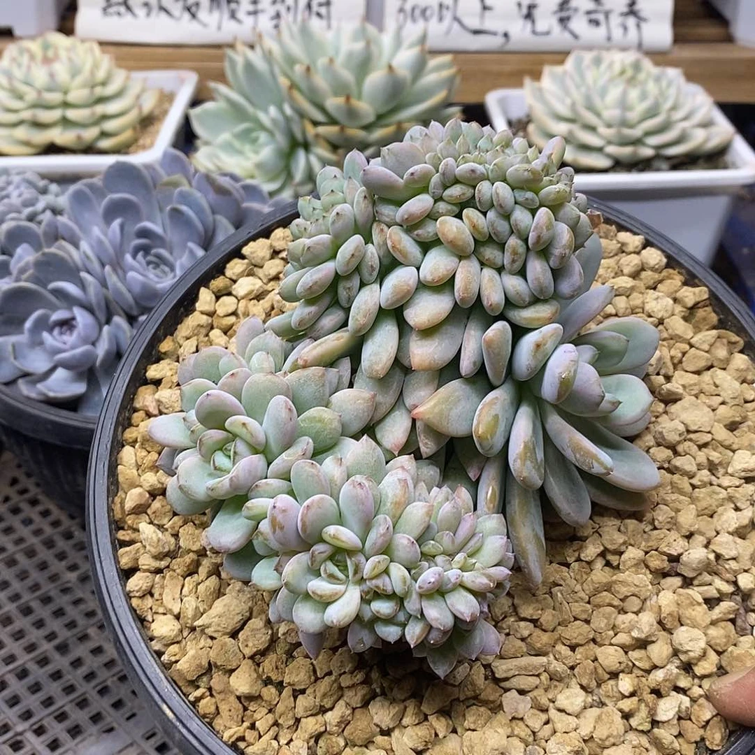 2392 大星星雪缀化 需延时发货