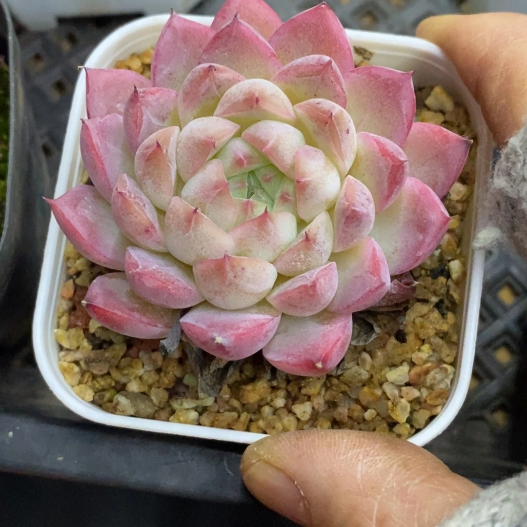 精品多肉一物一拍不包整141